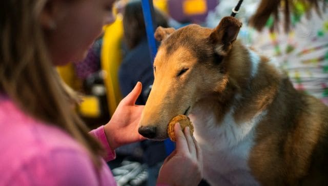 Lassie' dog breed at risk of dying out as numbers fall