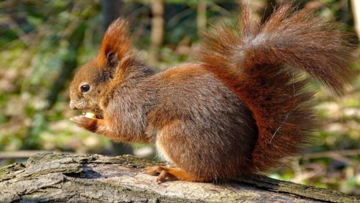 A squad of 6 drug-sniffing squirrels is China's latest line of