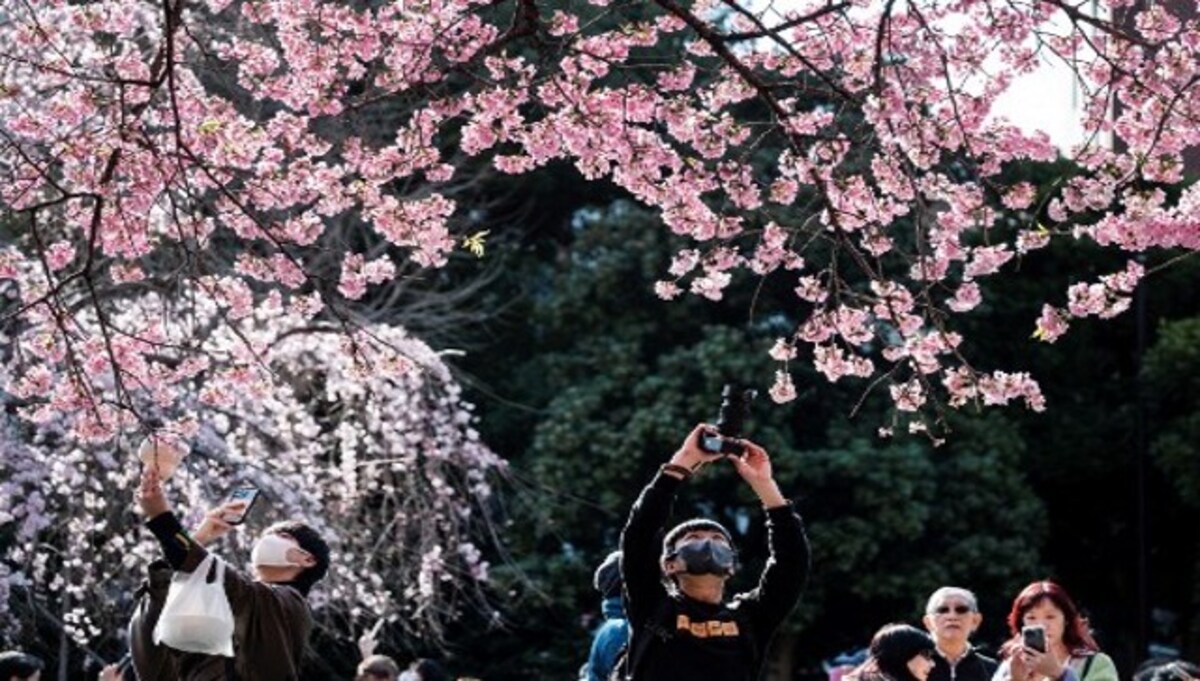 Japan's economy to bloom as <i>hanami</i> season kicks off - The Japan Times