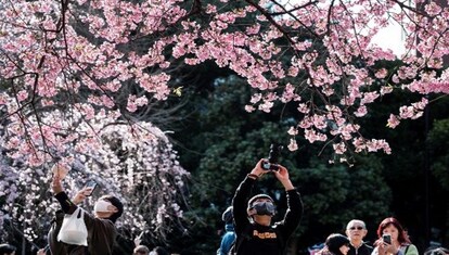 Pink Bloom Flower Cherry Blossom Tokyo Japan J Cap