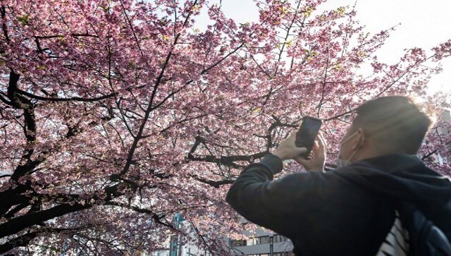 Japan's economy to bloom as <i>hanami</i> season kicks off - The Japan Times