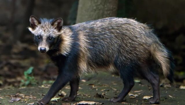 New Covid origins data suggests Covid-19’s origins to raccoon dogs at Wuhan market New Covid origins data suggests Covid-19’s origins to raccoon dogs at Wuhan market