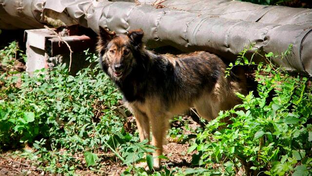 Dogs in Chernobyl have ‘mutated’ because of constant exposure to radiation, reveals study (1)