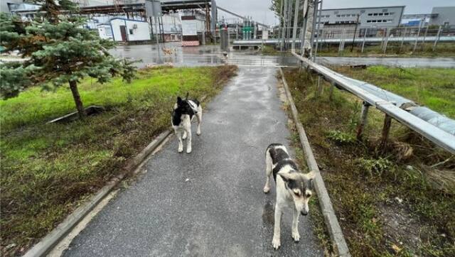 Dogs in Chernobyl have ‘mutated’ because of constant exposure to radiation, reveals study (2)