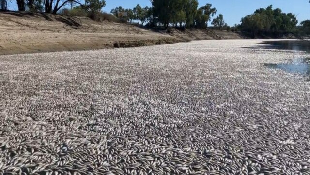 Millions Of Dead Fish Clog Vast Stretch Of Australian River As Heatwave ...