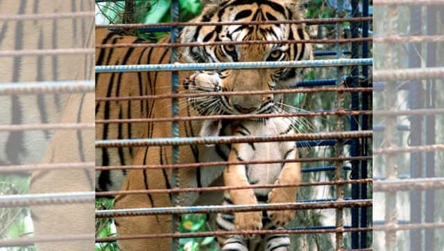 cambodia tigers extinct 