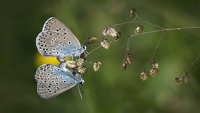How smog is wreaking havoc on insects' mating rituals How smog is wreaking havoc on insects' mating rituals