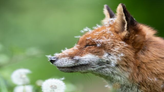 Sleeping With Dandelions: A vixen covered in open dandelions in London, England. The photographer said: “After spending a lot of time with this particular vixen, she began to learn I was not a threat. As the dandelions began to open there were a couple of days when she would wake up covered in them. Image Courtesy: Lewis Newman/British Wildlife Photography awards Sleeping With Dandelions: A vixen covered in open dandelions in London, England. The photographer said: “After spending a lot of time with this particular vixen, she began to learn I was not a threat. As the dandelions began to open there were a couple of days when she would wake up covered in them. Image Courtesy: Lewis Newman/British Wildlife Photography awards