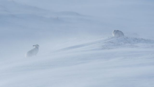 Looking at You: Deep snow drifts had left ridges and contours on the plateaux. Across the bowl, the male hare moved slowly towards the female hare above it and stopped. For a moment the blizzard abated, allowing me to capture the hares in their special mountain environment. Image Courtesy: Peter Bartholomew/British Wildlife Photography awards Looking at You: Deep snow drifts had left ridges and contours on the plateaux. Across the bowl, the male hare moved slowly towards the female hare above it and stopped. For a moment the blizzard abated, allowing me to capture the hares in their special mountain environment. Image Courtesy: Peter Bartholomew/British Wildlife Photography awards