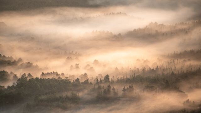 Forest Dawn: The Abernethy Forest in the Cairngorm National Park is a very special place. One day as the sun rose, it illuminated the swirling mist in the forest below, accentuating the shapes and layers of trees. Image Courtesy: Graham Niven/British Wildlife Photography awards Forest Dawn: The Abernethy Forest in the Cairngorm National Park is a very special place. One day as the sun rose, it illuminated the swirling mist in the forest below, accentuating the shapes and layers of trees. Image Courtesy: Graham Niven/British Wildlife Photography awards