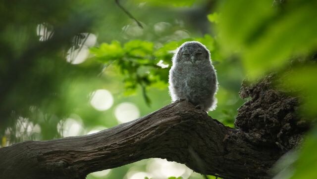 Branching Out: A snap of the elusive Tawny owl. The photographer speaking of the image, says, “I was sitting outside when I heard some blackbirds going mental in the woodland next to my house. My heart leapt into action as I knew that this meant that somewhere nearby was a tawny owlet! I suddenly caught a white ball of fluff in the corner of my eye.” Image Courtesy: Billy Evans-Freke/British Wildlife Photography awards Branching Out: A snap of the elusive Tawny owl. The photographer speaking of the image, says, “I was sitting outside when I heard some blackbirds going mental in the woodland next to my house. My heart leapt into action as I knew that this meant that somewhere nearby was a tawny owlet! I suddenly caught a white ball of fluff in the corner of my eye.” Image Courtesy: Billy Evans-Freke/British Wildlife Photography awards