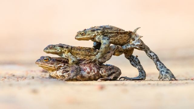 Hitching a Lift: The common toad migration to their spawning grounds can be a spectacular event to watch. As the large females make their way to the water, the smaller males approach them to try and ‘hitch a lift’. This image was captured just as one of the males tried to push away another. Image Courtesy: James Roddie/British Wildlife Photography awards Hitching a Lift: The common toad migration to their spawning grounds can be a spectacular event to watch. As the large females make their way to the water, the smaller males approach them to try and ‘hitch a lift’. This image was captured just as one of the males tried to push away another. Image Courtesy: James Roddie/British Wildlife Photography awards
