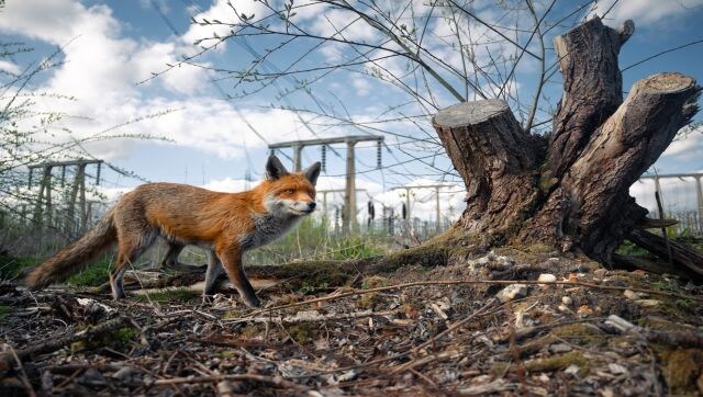 A Look to the Future… One day when setting up my camera with a remote shutter release, a fox approached from the photographer. This encounter probably tells the story more than the photo itself. Wildlife has become used to us encroaching on them. I think the felled tree and longing look on the fox’s face portray this tragedy perfectly,” says the photographer. Image Courtesy: Charlie Page/British Wildlife Photography awards A Look to the Future… One day when setting up my camera with a remote shutter release, a fox approached from the photographer. This encounter probably tells the story more than the photo itself. Wildlife has become used to us encroaching on them. I think the felled tree and longing look on the fox’s face portray this tragedy perfectly,” says the photographer. Image Courtesy: Charlie Page/British Wildlife Photography awards