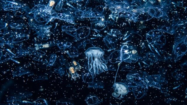 Welcome to the Zoo (plankton): One night in Shetland, the photographer came face to face with plankton on a scale unlike anything he had experienced before. To the naked eye, it looks like a million peach-coloured spheres, as if the contents of a bean bag had spilt over the sea, but the macro lens reveals a mass of tiny organisms. Image Courtesy: Henley Spiers/British Wildlife Photography awards Welcome to the Zoo (plankton): One night in Shetland, the photographer came face to face with plankton on a scale unlike anything he had experienced before. To the naked eye, it looks like a million peach-coloured spheres, as if the contents of a bean bag had spilt over the sea, but the macro lens reveals a mass of tiny organisms. Image Courtesy: Henley Spiers/British Wildlife Photography awards