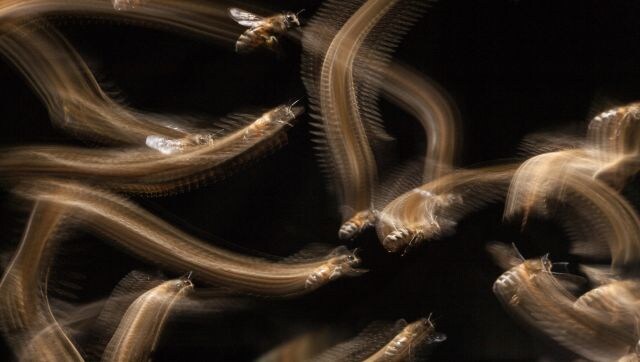 Honey Bee Flight Trail: Honey bees leave ‘light trails’ as they approach their hive entrance. This shot was taken in a small wildlife-friendly garden in Bristol. Using a slow shutter speed (0.3 secs) and second-curtain flash, the photographer ‘froze’ the bees after they had made their light trails. Image Courtesy: John Waters/British Wildlife Photography awards Honey Bee Flight Trail: Honey bees leave ‘light trails’ as they approach their hive entrance. This shot was taken in a small wildlife-friendly garden in Bristol. Using a slow shutter speed (0.3 secs) and second-curtain flash, the photographer ‘froze’ the bees after they had made their light trails. Image Courtesy: John Waters/British Wildlife Photography awards