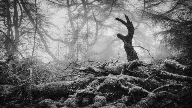 Great Mell Fell: A foggy morning in the wooded eastern contours of Great Mell Fell in the Lake District. This is a strange and otherworldly place, with gnarled bark, distorted branches and dank moss everywhere. This one decaying specimen, looked like a claw reaching out from the decomposing pile of tree carcasses beneath. Image Courtesy: Matthew Turner/British Wildlife Photography awards Great Mell Fell: A foggy morning in the wooded eastern contours of Great Mell Fell in the Lake District. This is a strange and otherworldly place, with gnarled bark, distorted branches and dank moss everywhere. This one decaying specimen, looked like a claw reaching out from the decomposing pile of tree carcasses beneath. Image Courtesy: Matthew Turner/British Wildlife Photography awards