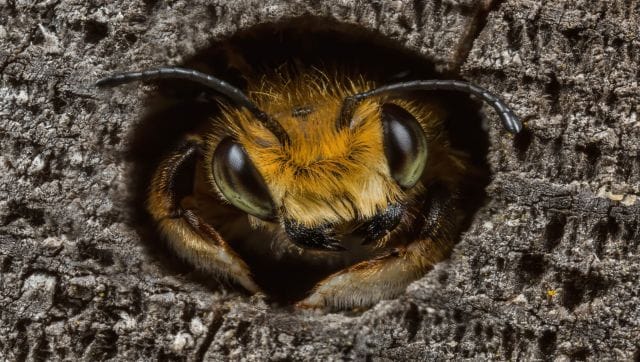 Willughby’s Leafcutter Bee: This male Willughby’s leafcutter bee looks out of a hole, but it kept retreating whenever the photographer approached. It eventually reappeared and he carefully framed the shot. At the last moment it cocked its head to one side to what I felt was a pleasing angle. Image Courtesy: Ed Phillips/British Wildlife Photography awards Willughby’s Leafcutter Bee: This male Willughby’s leafcutter bee looks out of a hole, but it kept retreating whenever the photographer approached. It eventually reappeared and he carefully framed the shot. At the last moment it cocked its head to one side to what I felt was a pleasing angle. Image Courtesy: Ed Phillips/British Wildlife Photography awards