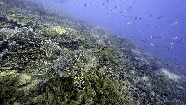 UN body mulls deep sea mining amid demand for minerals