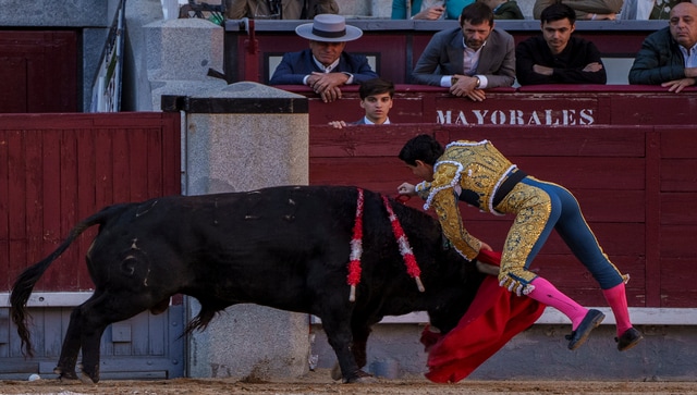 Spain has banned 'dwarf bullfighting': What is this decades-long ...