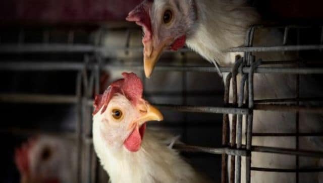 La France passe sa première commande de vaccins contre la grippe aviaire et lève les barrières commerciales