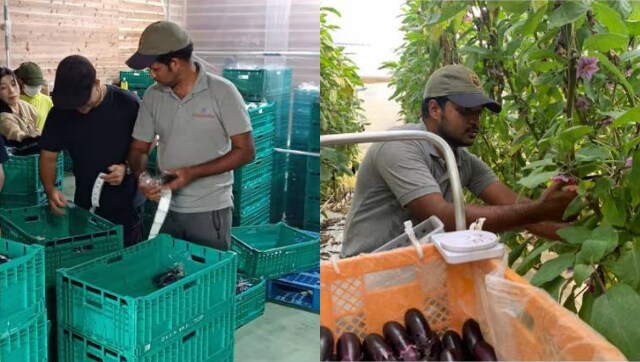 Indian engineer moves to Japan to take up brinjal farming, starts making double of what he made in India Indian engineer moves to Japan to take up brinjal farming, starts making double of what he made in India