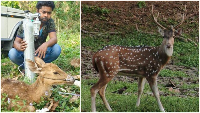 Man helps deer breath with oxygen cylinder, internet lauds effort