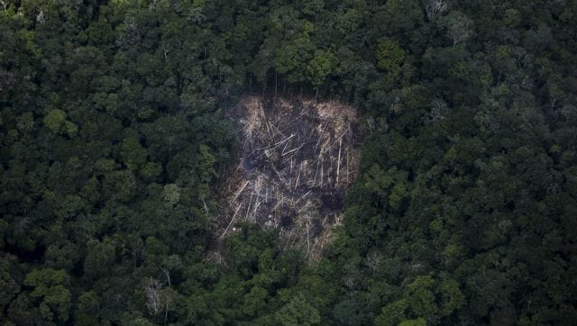 Deforestation In Brazil’s Amazon Rainforest Increases 14% In March ...