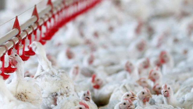 bird flu outbreak 