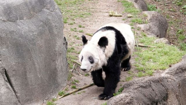 Why are US zoos sending back pandas to China?
