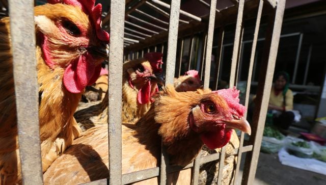 آیا اولین مرگ انسان در جهان بر اثر آنفولانزای پرندگان H3N8 در بازار مرطوب چین به ویروس مبتلا شد؟