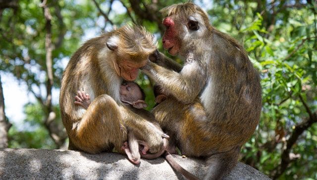 کسب و کار میمون چرا سریلانکا می خواهد 100000 ماکاک توکی در خطر انقراض را به چین صادر کند؟