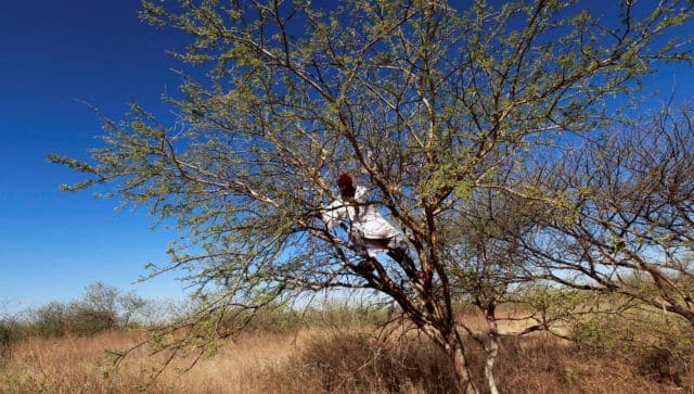 gum arabic in sudan
