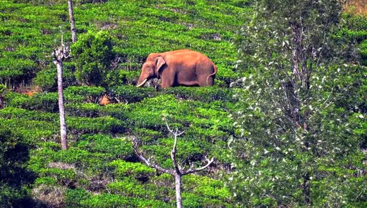 Why Kerala is trying to capture Arikomban, the 'infamous' rice-eating  elephant