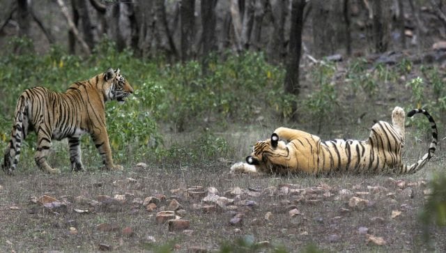 In Assam, human-tiger conflicts are rising as the tiger population