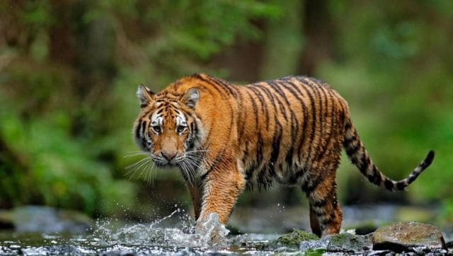 Read more about the article Viral video shows tiger drinking water while traffic waits patiently
