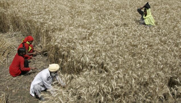 Plant Pandemic is Real: How a disease is threatening wheat, the world’s most important food crop Plant Pandemic is Real: How a disease is threatening wheat, the world’s most important food crop
