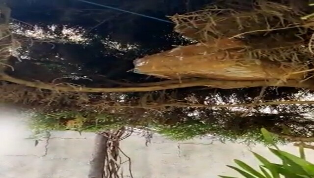 WATCH: IT officials raid Congress leader Ashok Kumar Rai’s brother’s house; Rs 1 crore found on tree
