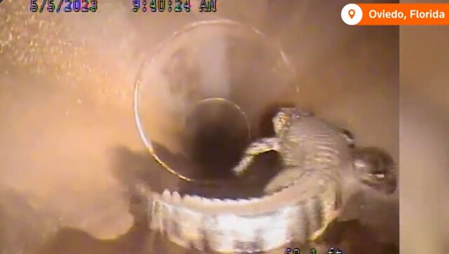 Watch: Giant alligator gets scared of robot camera inside Florida drain, makes a dash for life