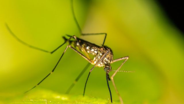 mosquitoes 