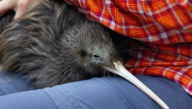 یک برخورد متأسفانه چرا باغ وحش ایالات متحده از نیوزلندی ها به دلیل فیلم نوازش کیوی عذرخواهی کرد