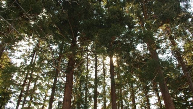 Why is Japan axing thousands of trees when the world needs more green cover?