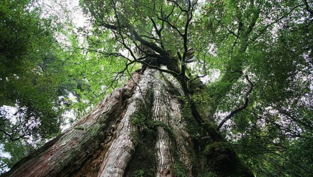 توضیح داده شد که چرا ژاپن هزاران درخت را تبر می کند در حالی که جهان به پوشش سبز بیشتری نیاز دارد؟