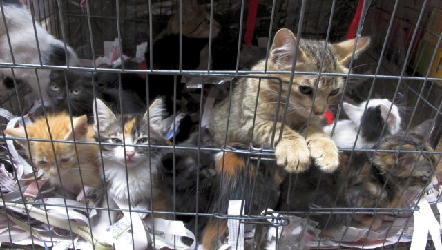 جنایتکاران گربه سان چگونه یک پلیس و شریک سابق بریتانیایی با فروش گربه های بیمار و در حال مرگ به مشتریان 280000 به دست آورد.