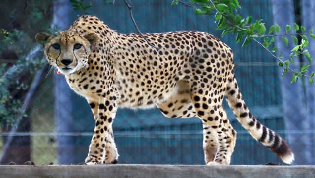 6 deaths in 2 months but the worst is yet to come Why India will see more cheetah deaths