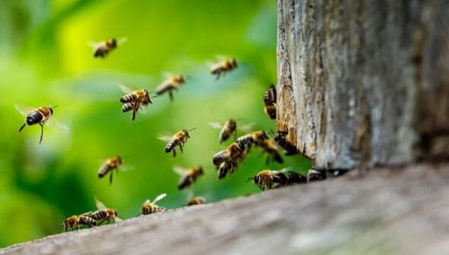 مرد مسن تک پا آمریکایی مورد حمله نزدیک به 1000 زنبور قاتل قرار گرفت و بیش از 250 بار نیش زد.