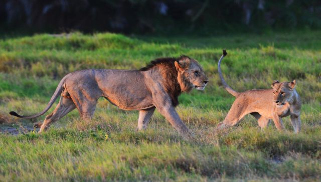 شوکر کنیا چرا یکی از مسن ترین شیرهای جهان در بین 10 شیر در یک هفته کشته شد؟