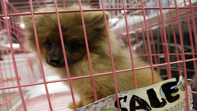 جنایتکاران گربه سان چگونه یک پلیس و شریک سابق بریتانیایی با فروش گربه های بیمار و در حال مرگ به مشتریان 280000 به دست آورد.