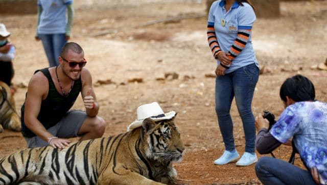 Rare tigers in Thailand spotted for first time in four years - The  Washington Post