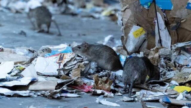 Ratatouille: Parisians left with no option but to 'co-exist' with rats