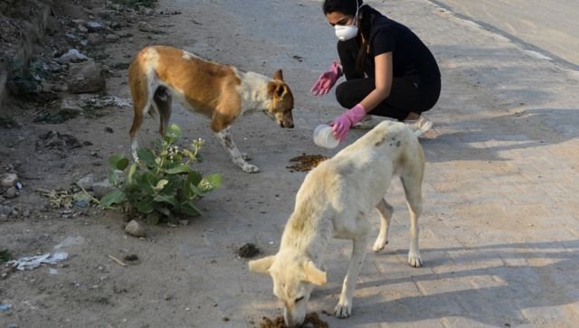 feeding stray dogs